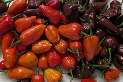 GhostBird Peppers GhostBird Peppers