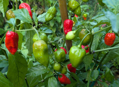 super productive in south Florida super productive in south Florida