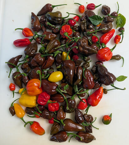 Sunrise Pepper Lab Crosses SPL Crosses